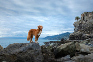 ancient-dog