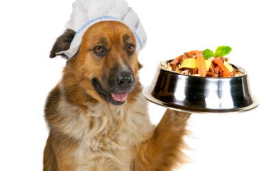 Es bueno para los perros ponerle SAL a su comida