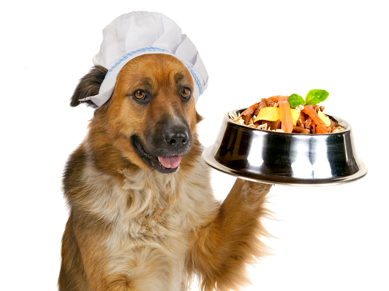 Es bueno para los perros ponerle SAL a su comida