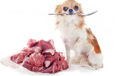 ¿Es bueno para los perros COMER CARNE CRUDA?