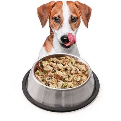 dog-bowl-comiendo