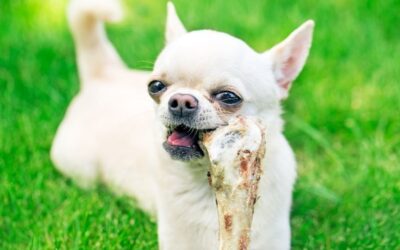 ¿Es bueno COMER HUESO para un perro?