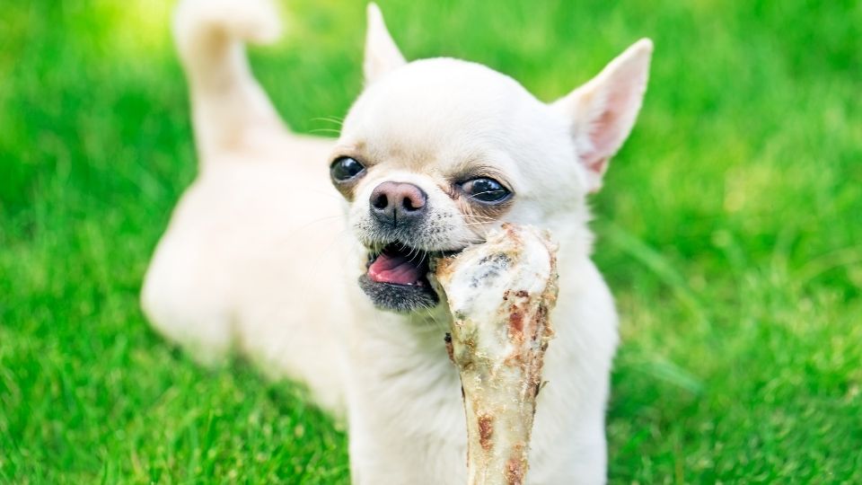 es-bueno-comer-hueso-para-un-perro