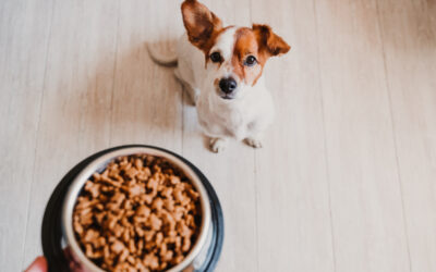 ¿Cuál es la MEJOR COMIDA para Perros (al mejor precio) en Perú? – Guía completa