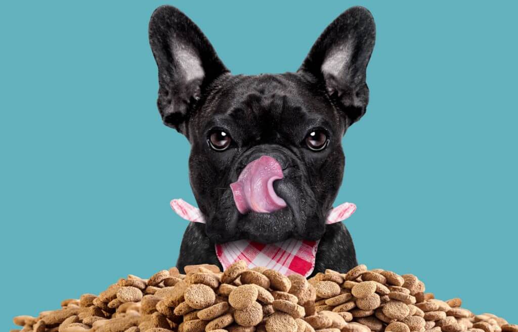 mejores-marcas-de-comida-para-perros