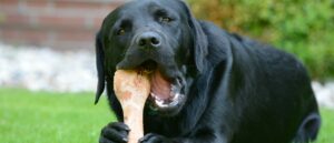 perro-comiendo-huesos-crudos