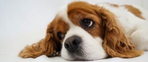 perro-enfermo-por-comer-carne-cruda