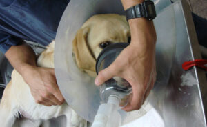 perro-enfremo-por-comer-huesos