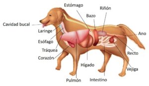 sistema-digestivo-del-perro