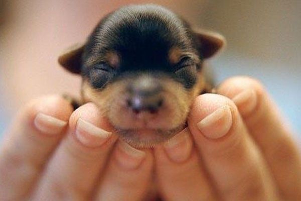 Mejor comida para PERROS CACHORROS (antes del mes)