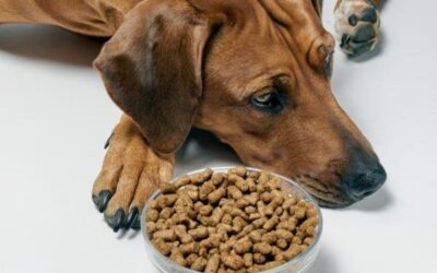 Mi perro NO QUIERE COMER ¿Qué debo hacer?
