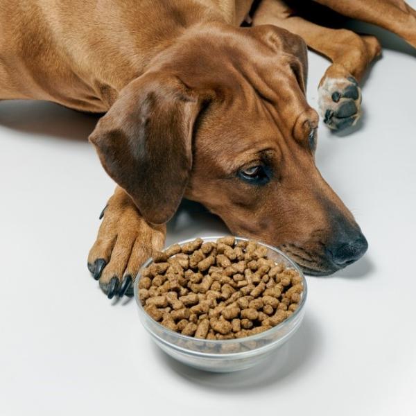 mi-perro-no-quiere-comer