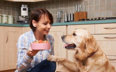 Por qué mi perro COME SIN PARAR