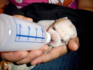 como-darle-biberon-cachorro-antes-del-mes