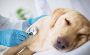 perro-en-el-veterinario