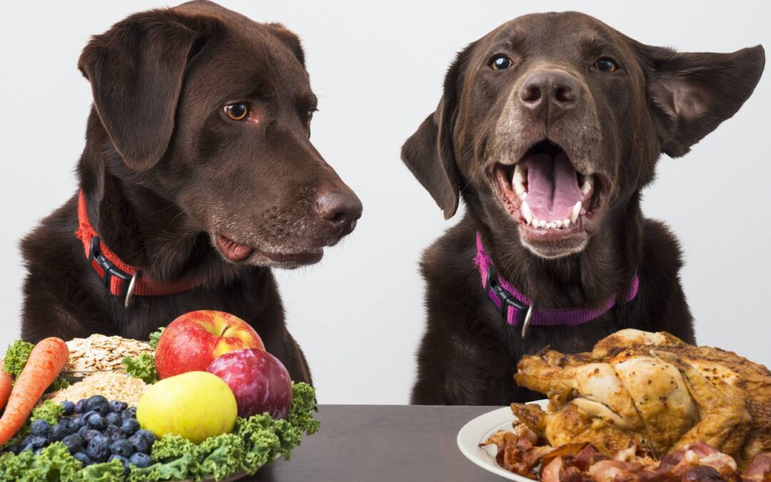 dieta-balanceada-para-perros