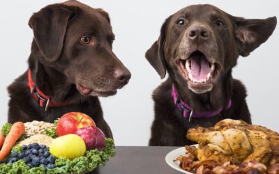 Comida BALANCEADA para perros