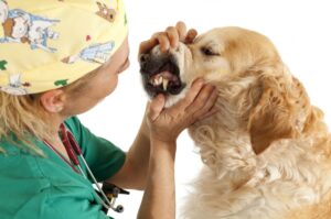 enfremedades-dentales-en-perros