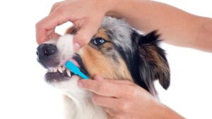 cepillarle-los-dientes-a-mi-perro