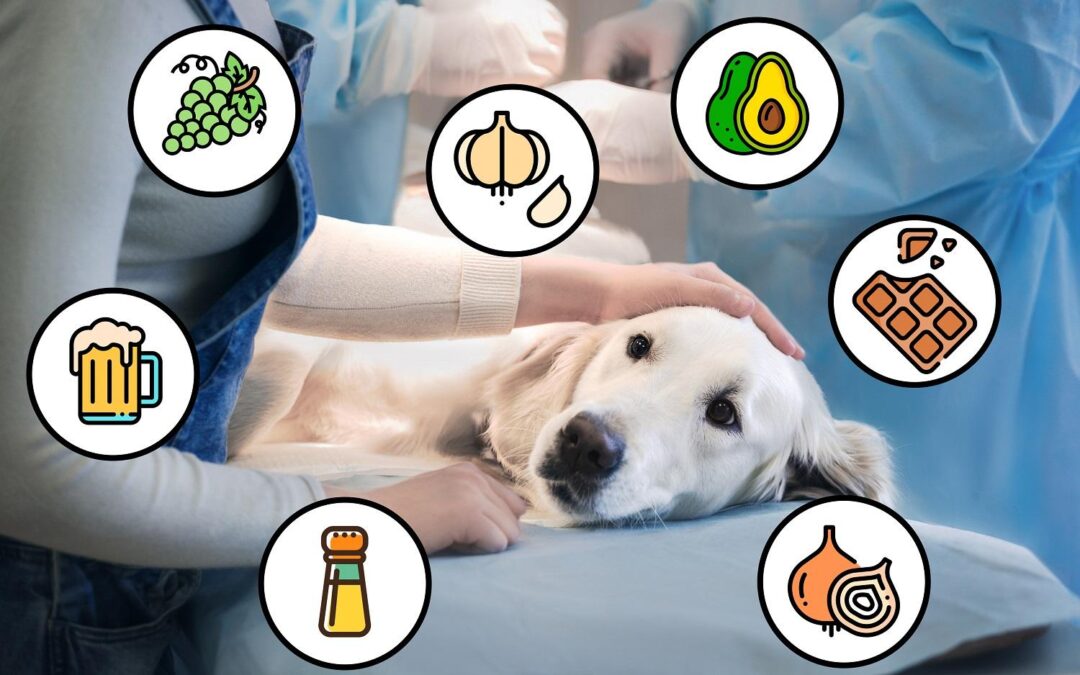 7 ALIMENTOS PROHIBIDOS que no debes darle de comer a tu perro