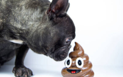 Si mi perro es viejo y tiene ESTREÑIMIENTO ¿Qué hacer?