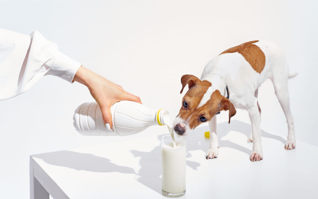 los-perros-pueden-beber-leche