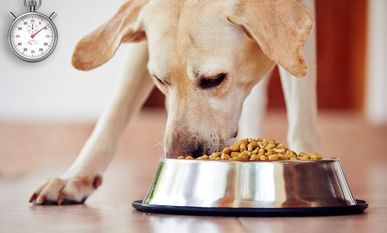 mi-perro-comiendo-su-alimento-muy-rapido