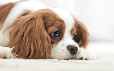 ¿Qué le debo dar de comer a mi PERRO EMPACHADO?