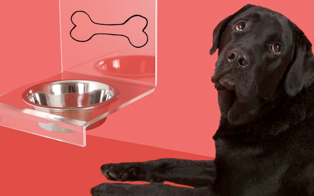 mi-perro-no-quiere-tomar-agua-que-hacer