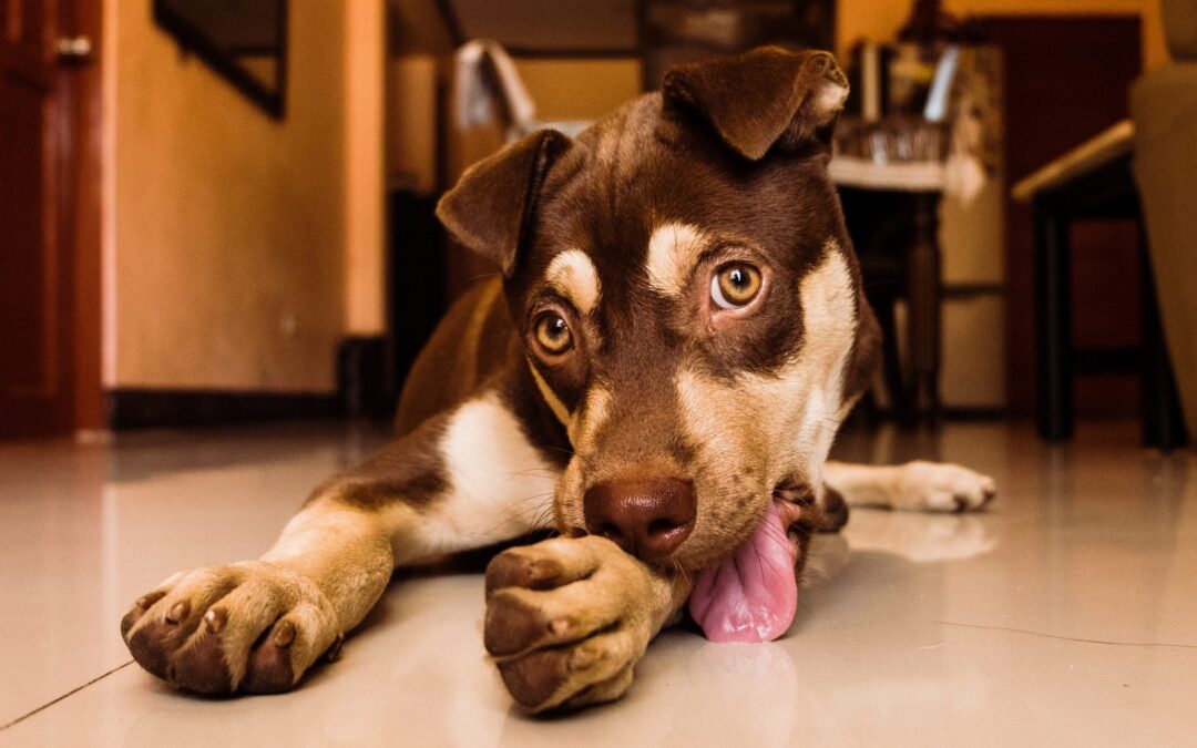 mi-perro-se-lame-mucho-sus-patas-por-que