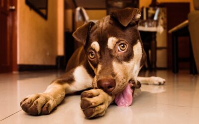 ¿Por qué mi perro SE LAME MUCHO LAS PATAS?