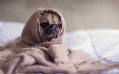¿Por qué MI PERRO TIEMBLA como si tuviera Frío?
