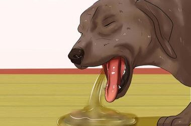 Qué le puedo dar a Mi Perro si tiene VÓMITOS