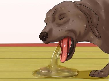 mi-perro-tiene-vomitos-que-hacer