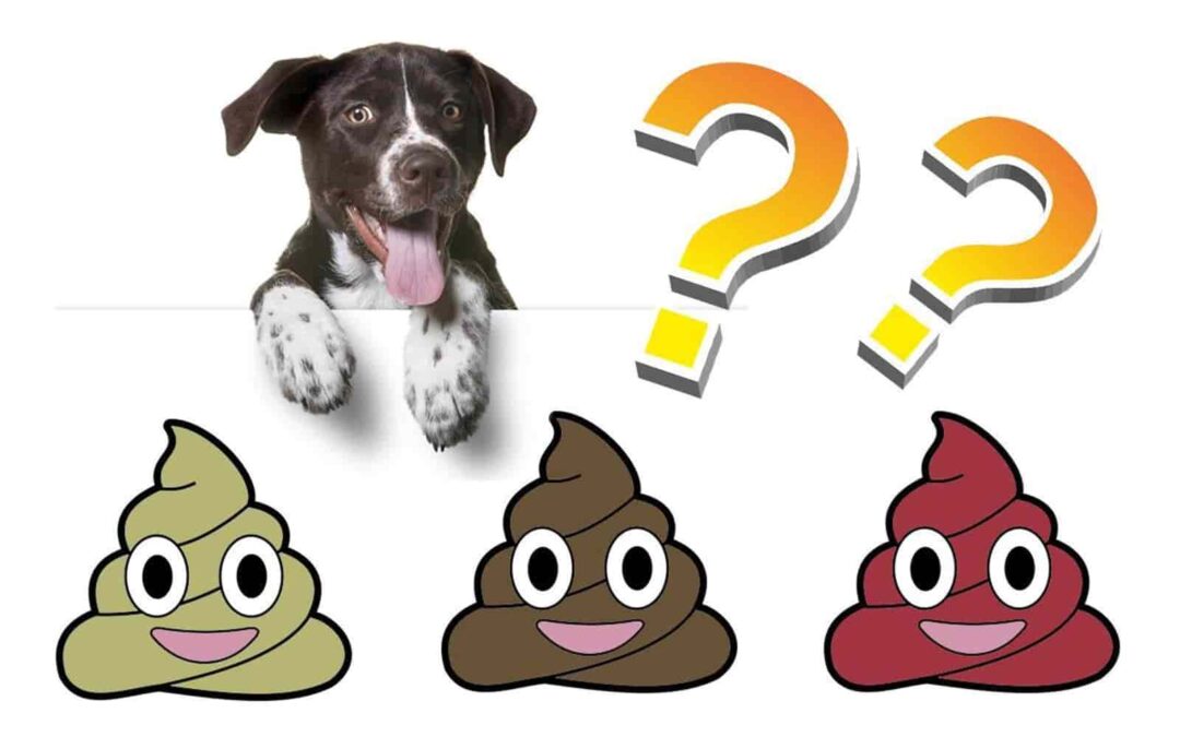 tipos-de-heces-en-perros-y-su-significado