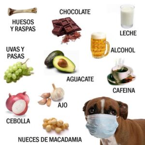 alimentos-que-no-debes-darle-a-tu-perro