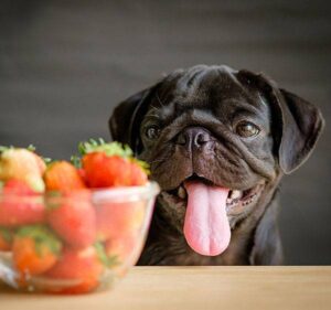 cuales-frutas-y-vegetales-son-mejores-para-mi-perro
