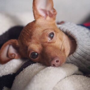 diferencias-entre-espasmos-convulsiones-temblores-en-perros