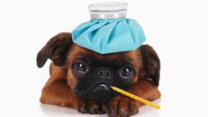 perro-enfermo-por-tomar-leche-de-vaca