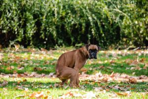 mi-perro-hace-caca-dura