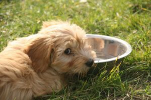 mi-perro-rechaza-el-agua-por-que
