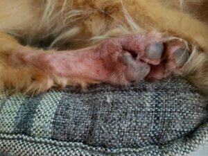 mi-perro-se-lame-mucho-las-patas-por-infecciones-secundarias-por-levaduras