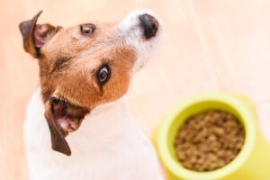 mi-perro-siempre-tiene-hambre