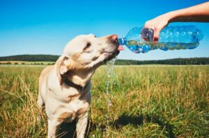 el-agua-evita-que-mi-perro-se-deshidrate