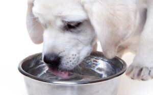 es-importante-mantener-a-mi-perro-hidratado