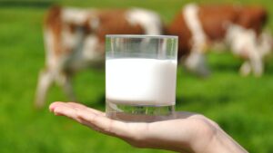 los-perros-no-deben-tomar-leche-de-vaca