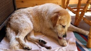 mi-perro-se-lame-sus-patas-por-ansiedad