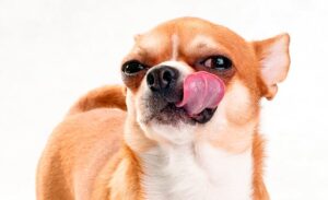 que-le-puede-suceder-a-mi-perro-por-comer-muy-rapido