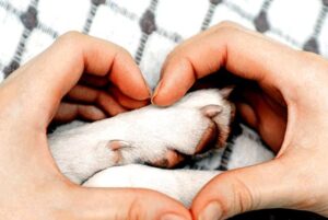 como-cuidar-las-patas-de-mi-perro