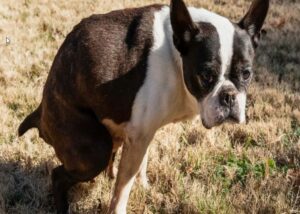 como-prevenir-el-estrenimiento-en-perros